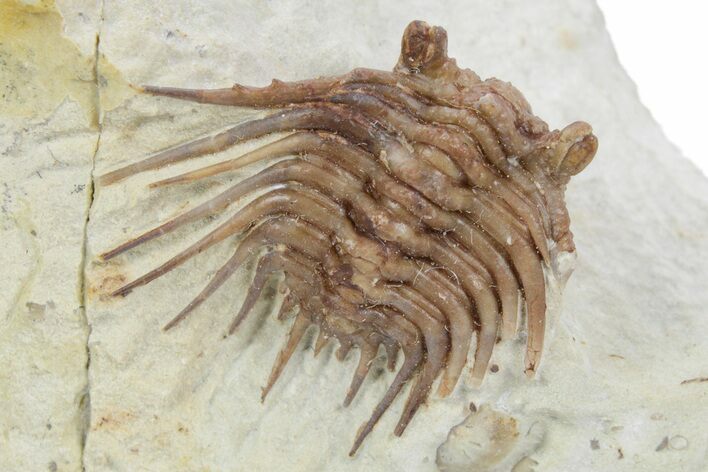 Spiny Trilobite (Kettneraspis) - Black Cat Mountain, Oklahoma #357364